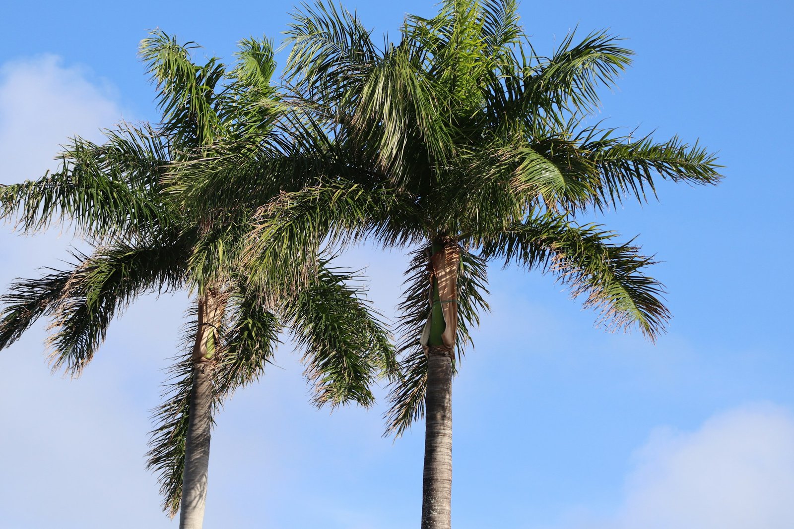 Royal palm trees against bright blue Florida sky — Palm Beach (Marion Pettkus / Unsplash)